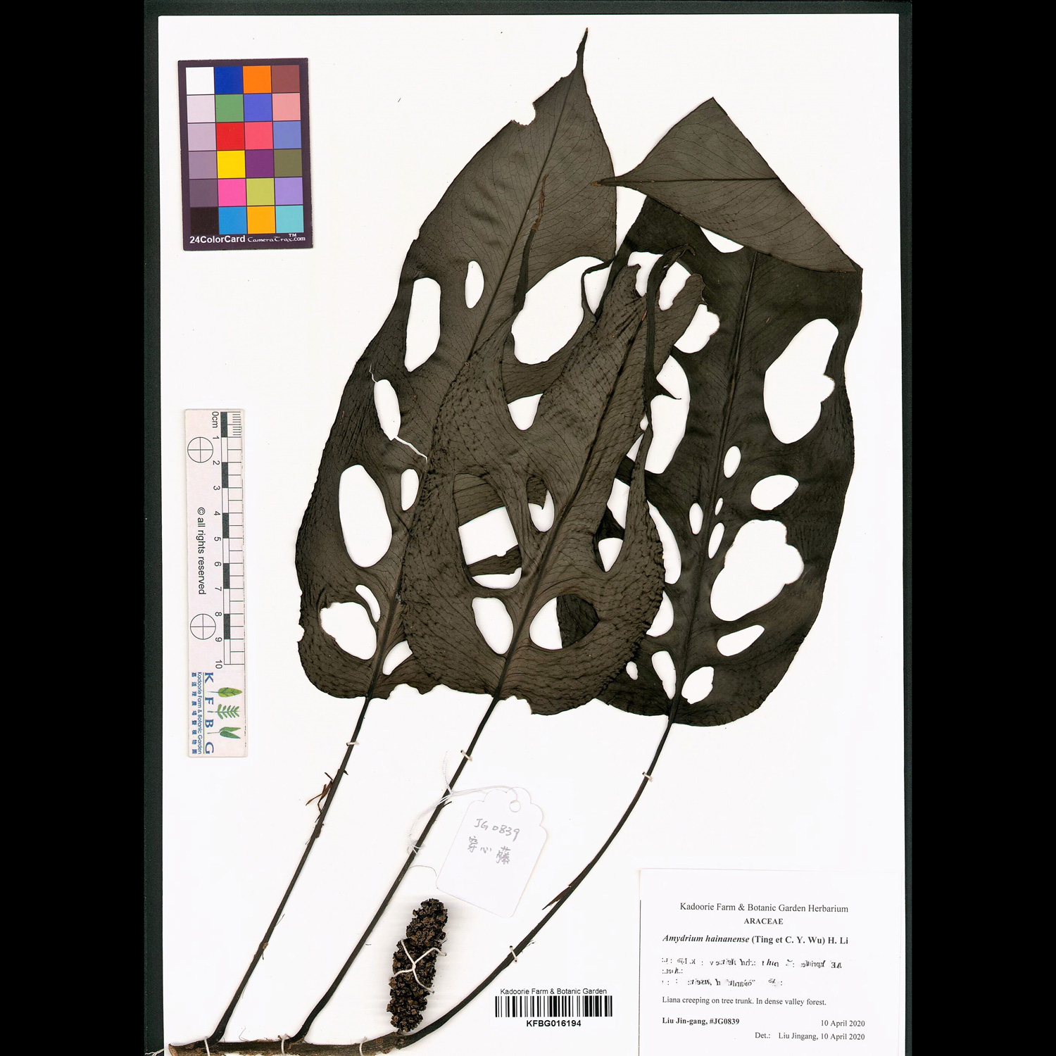 KFBG’s herbarium a library of native plant diversity KFBG Blog